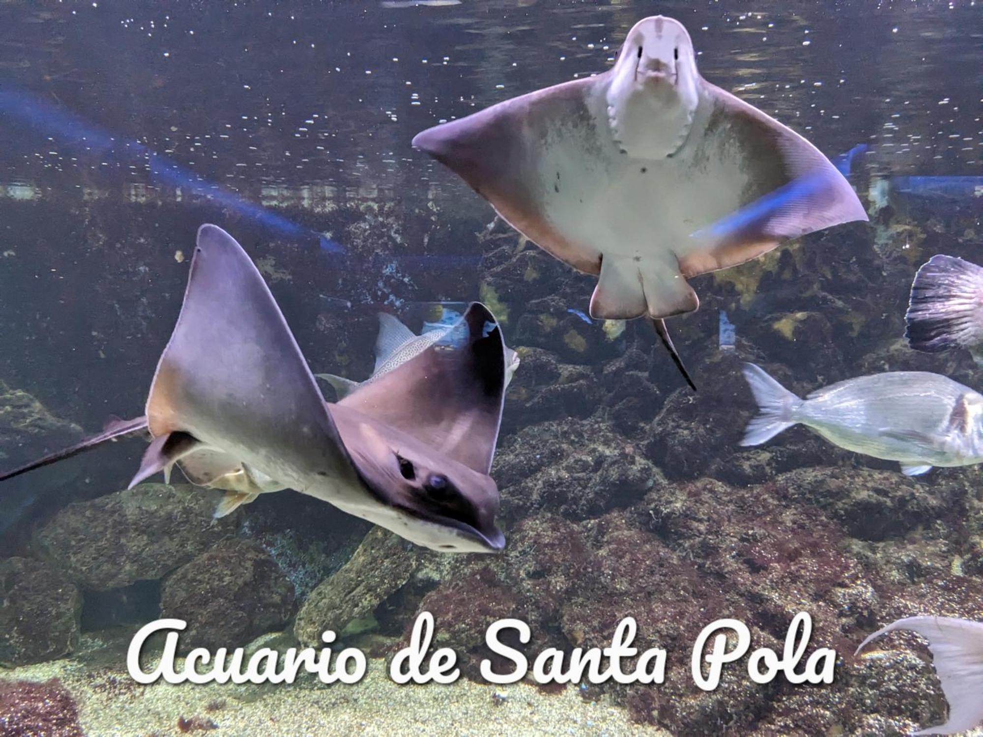 Best Holiday Santa Pola *
