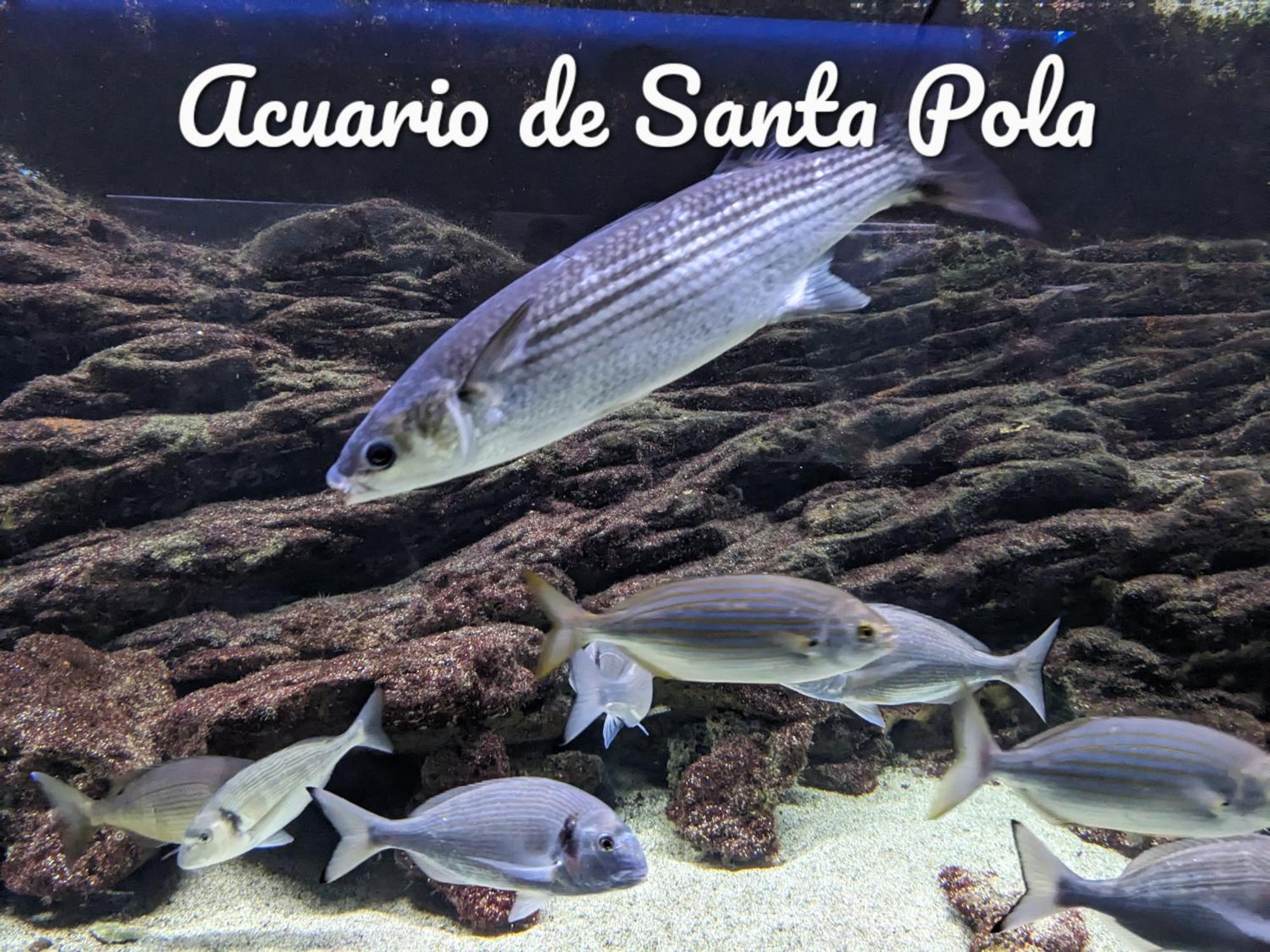 Apartamento Best Holiday Santa Pola
