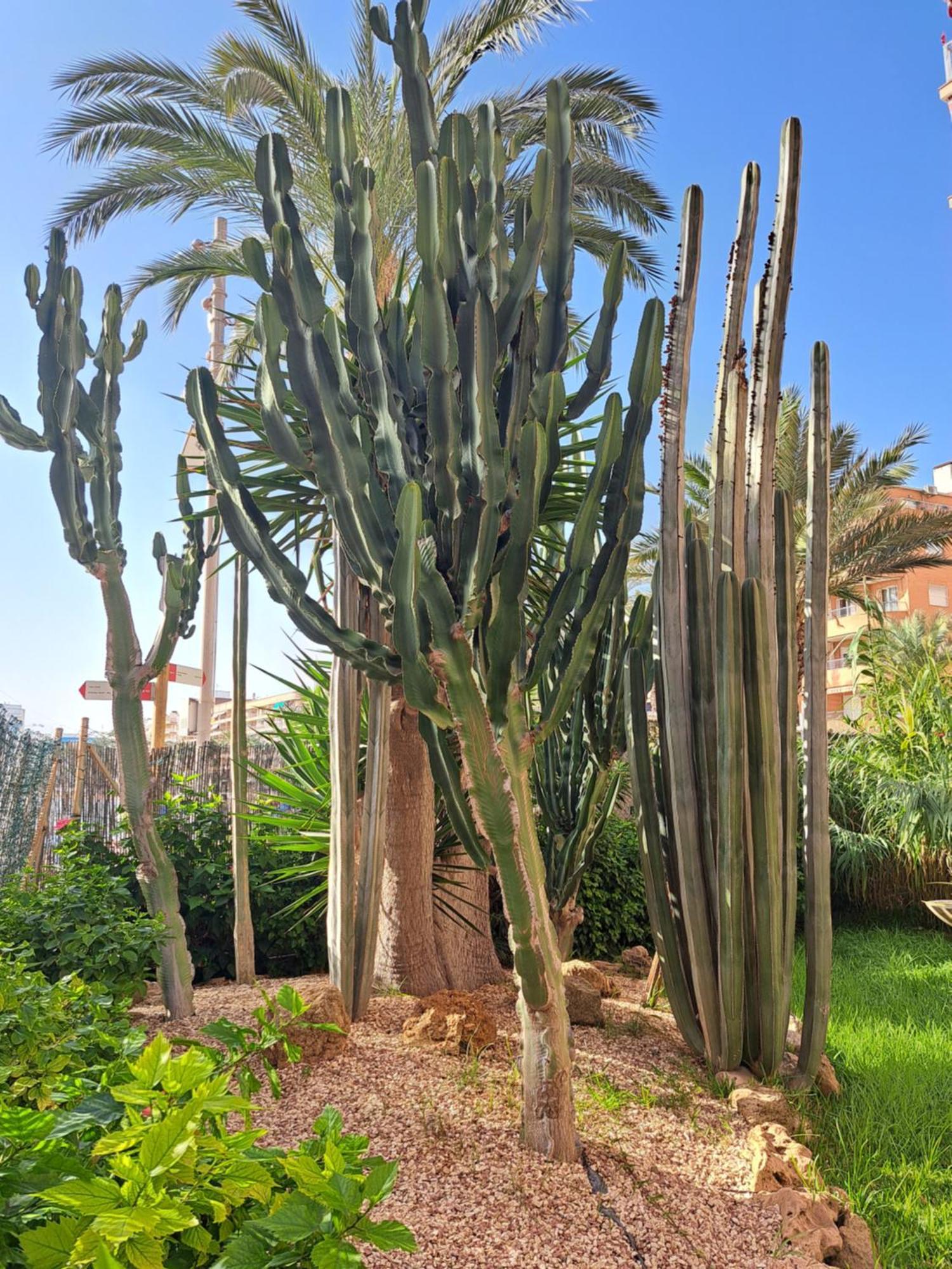 Garden * Torrevieja