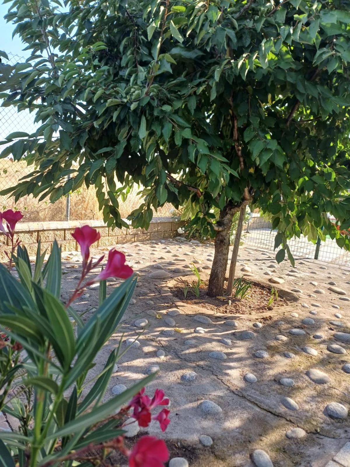 El Almendro Del Cura