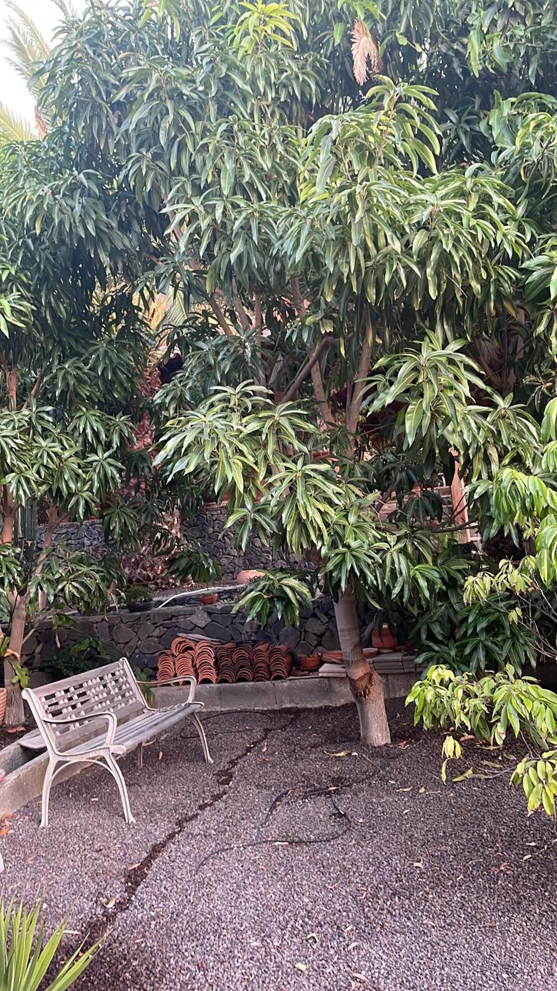 Casa Mamei * Valle Gran Rey