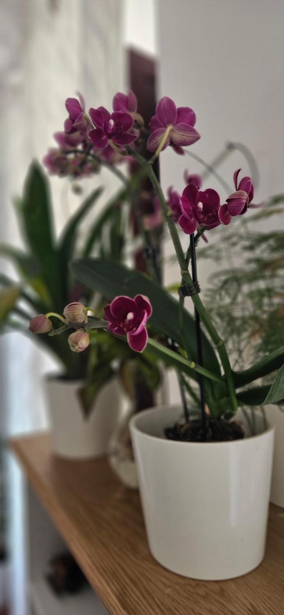 Descalzos ángel Apartamento