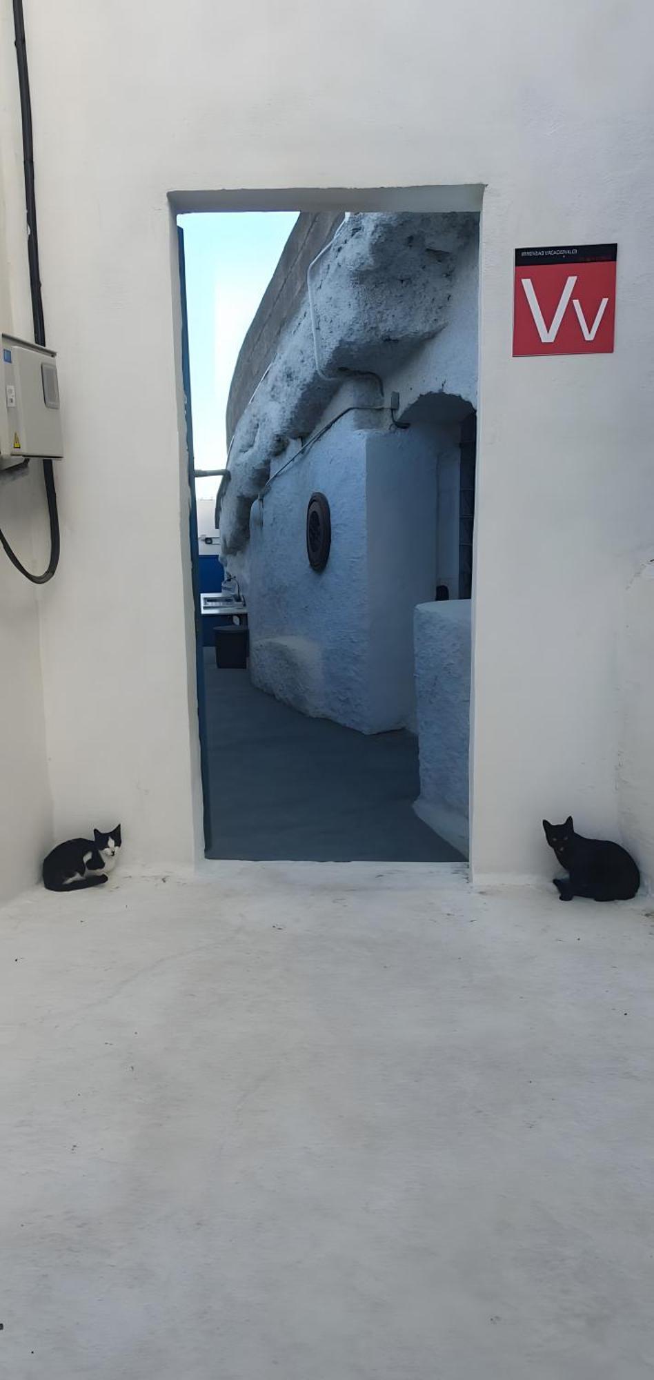 El Gato Genial *