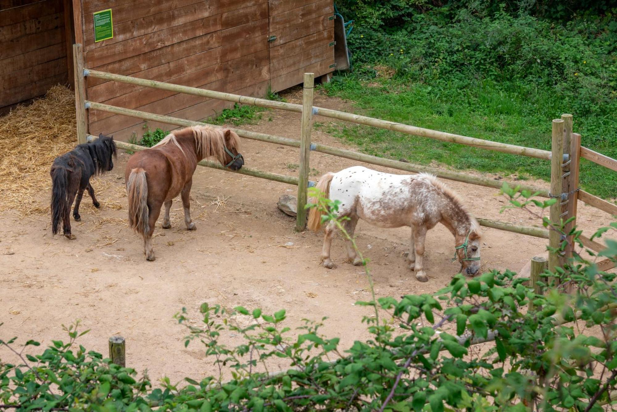 Vilar Rural De By Serhs Hotel Sant Hilari Sacalm