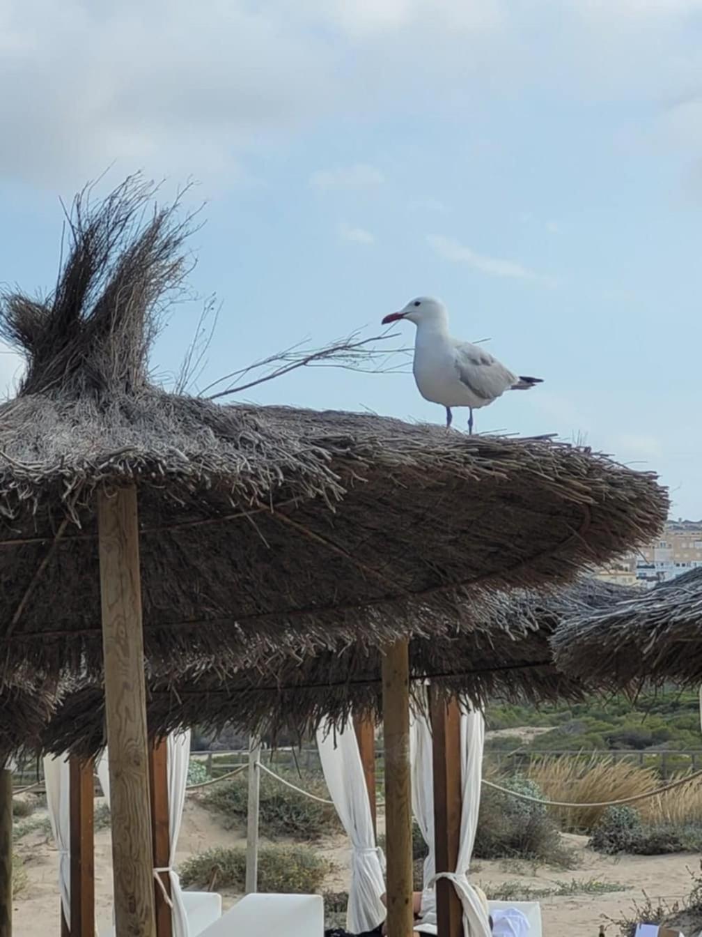 Cabrio - * Gran Alacant