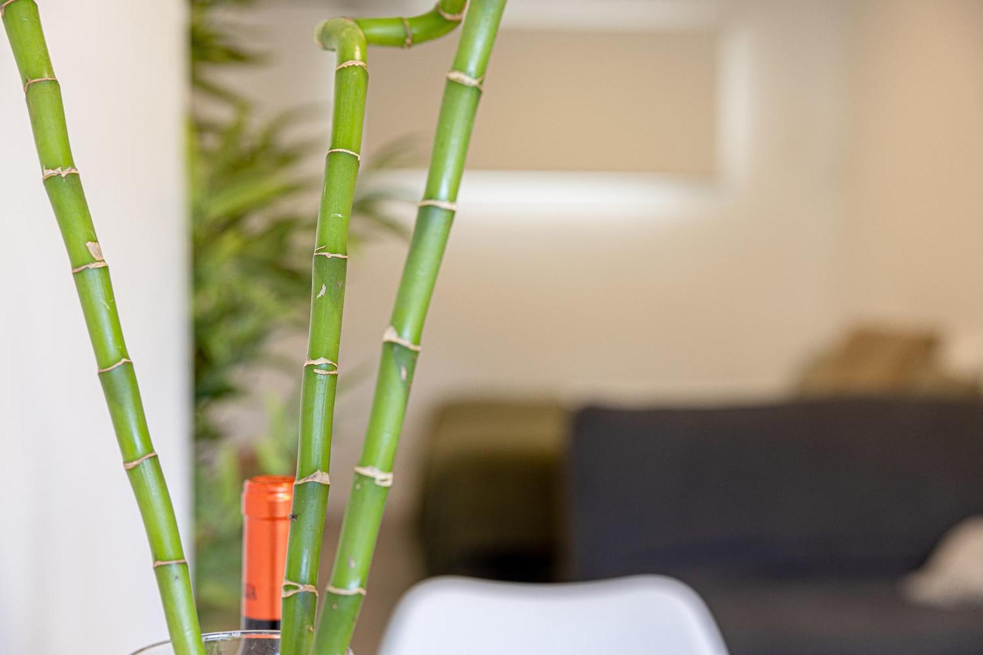 Bambu Vegueta Alquiler Por Apartamento