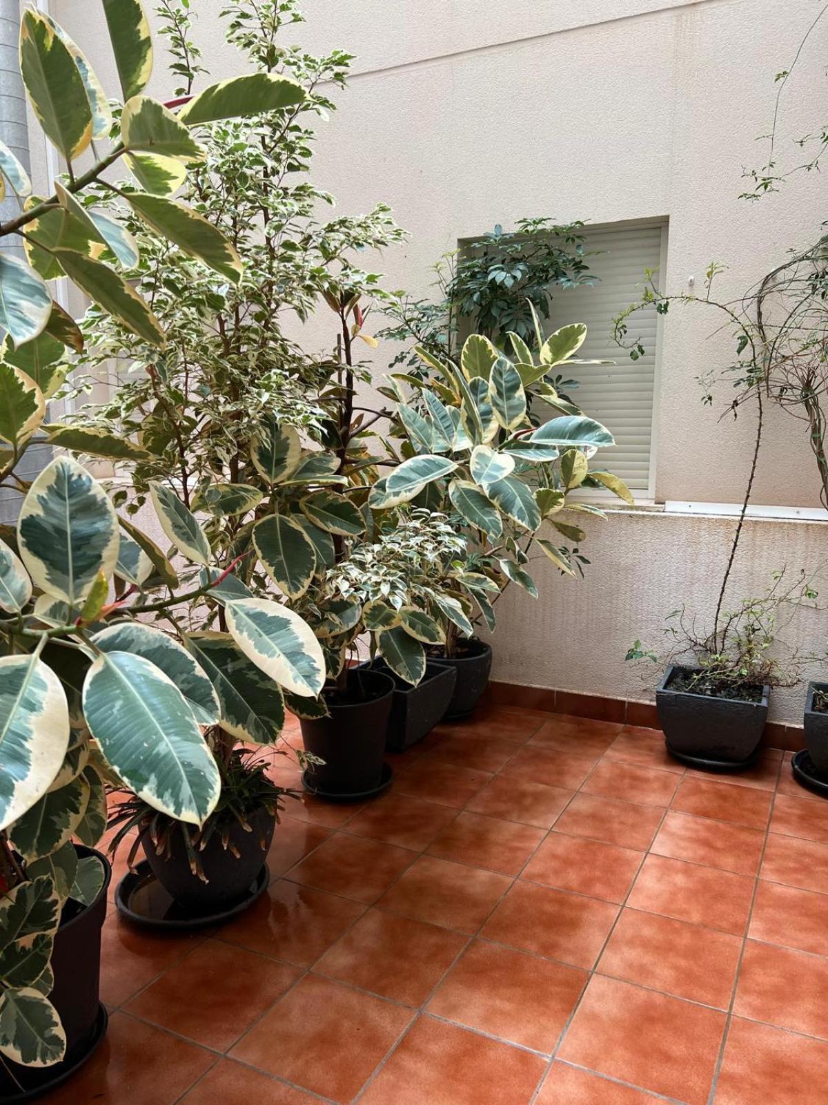 Pura Vida Apartment Aguilas