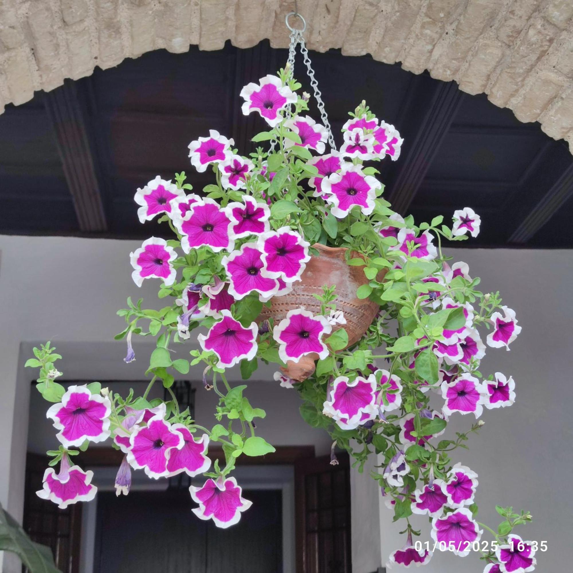 El Patio De Regina Apartment Cordoba