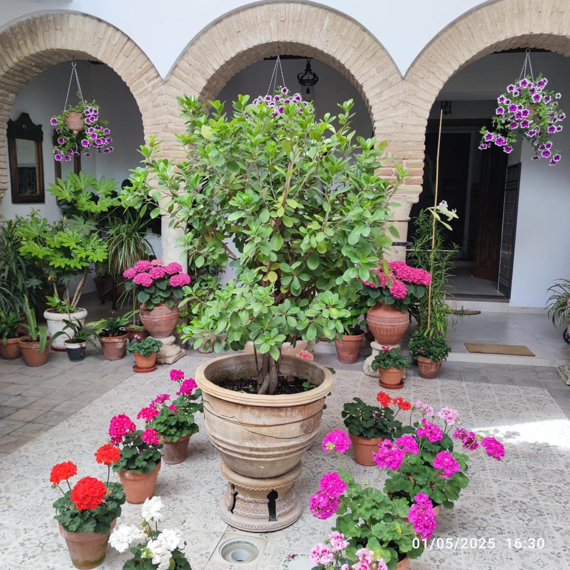 El Patio De Regina Cordoba