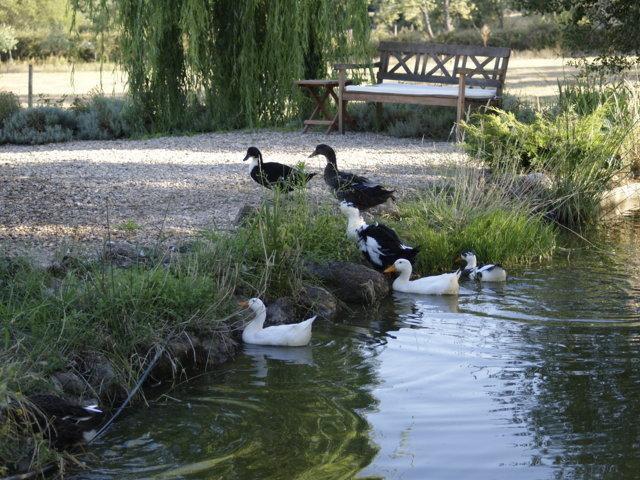La Casona De Valfrio- Adults Only Country house Collado (Caceres)