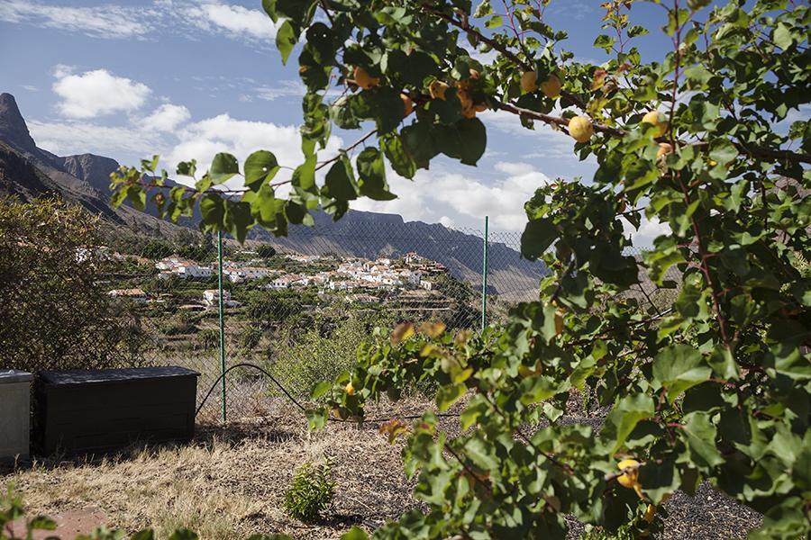 Ecotara Canary Islands Eco-villa Retreat Casa rural Fátaga