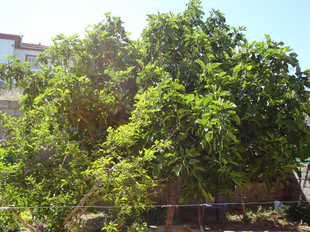 Iraizas