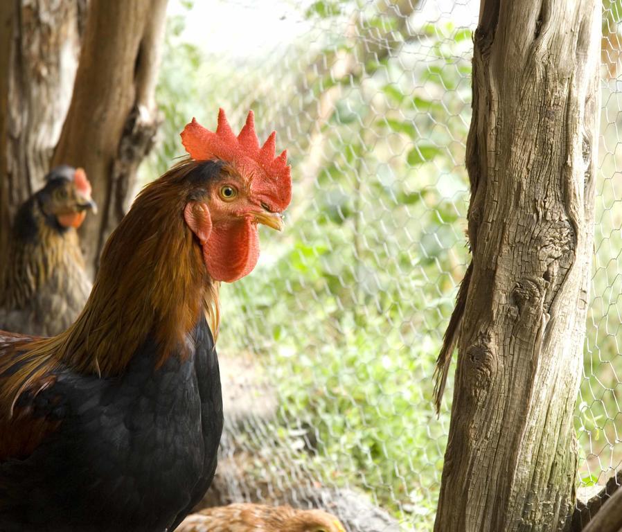 Casa rural O Chardinet D'a Formiga *