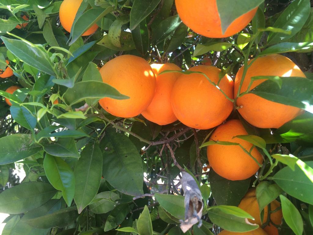 Cortijo Andaluz