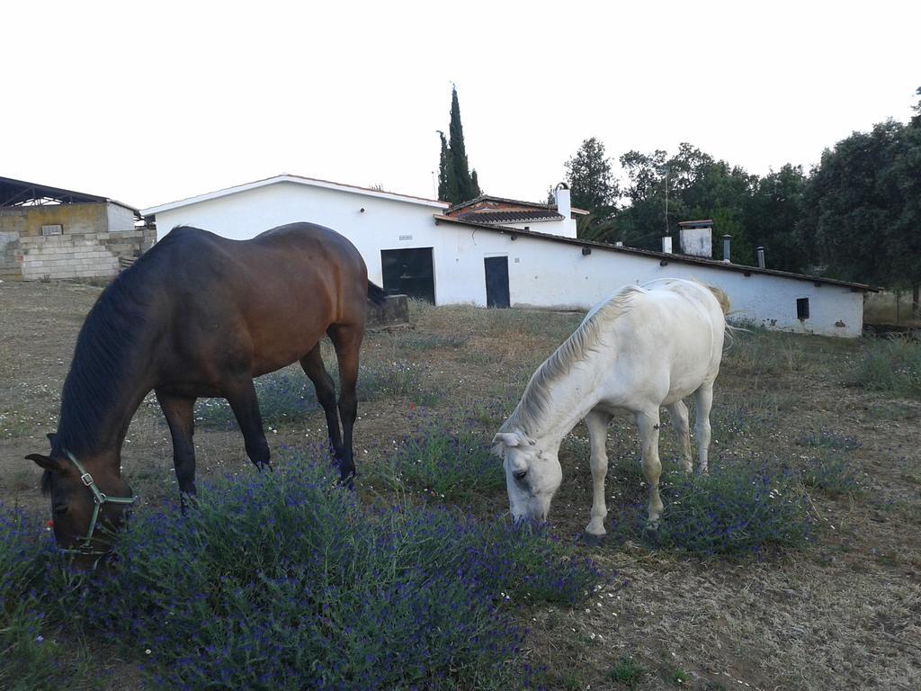 La Vallejera Tejeda Del Tietar