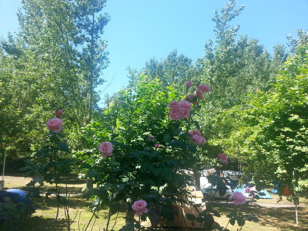 Camping Covadonga *