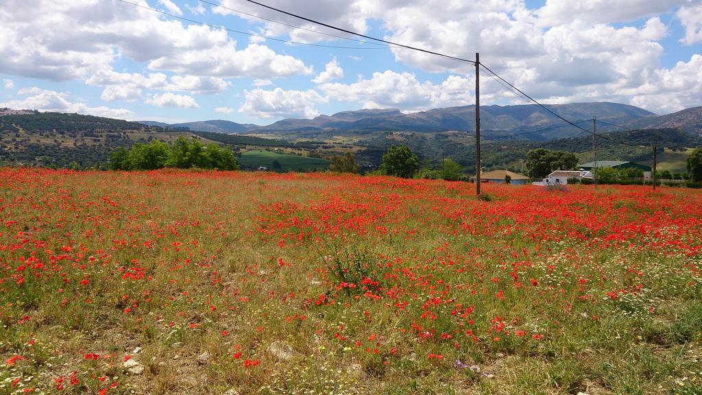 La Escuela Del Campo Bed & Breakfast