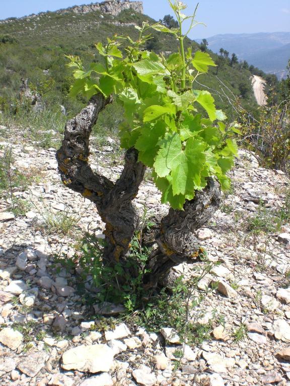 Siuranella Siurana (Priorat)