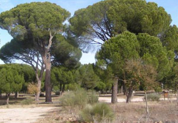Guest house Camino Real 2*