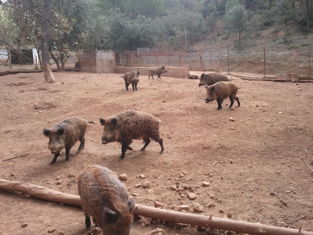 Holiday home Casa Rural Los Nogales Bogarra