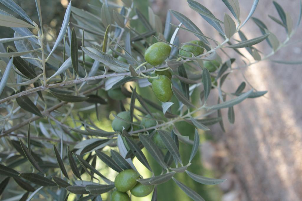Cortijo Del Cura * Cortijos Nuevos