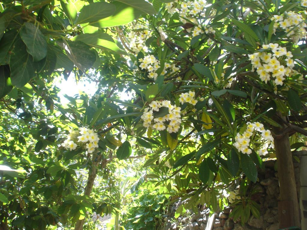 Apartamento Goyo Gomera *