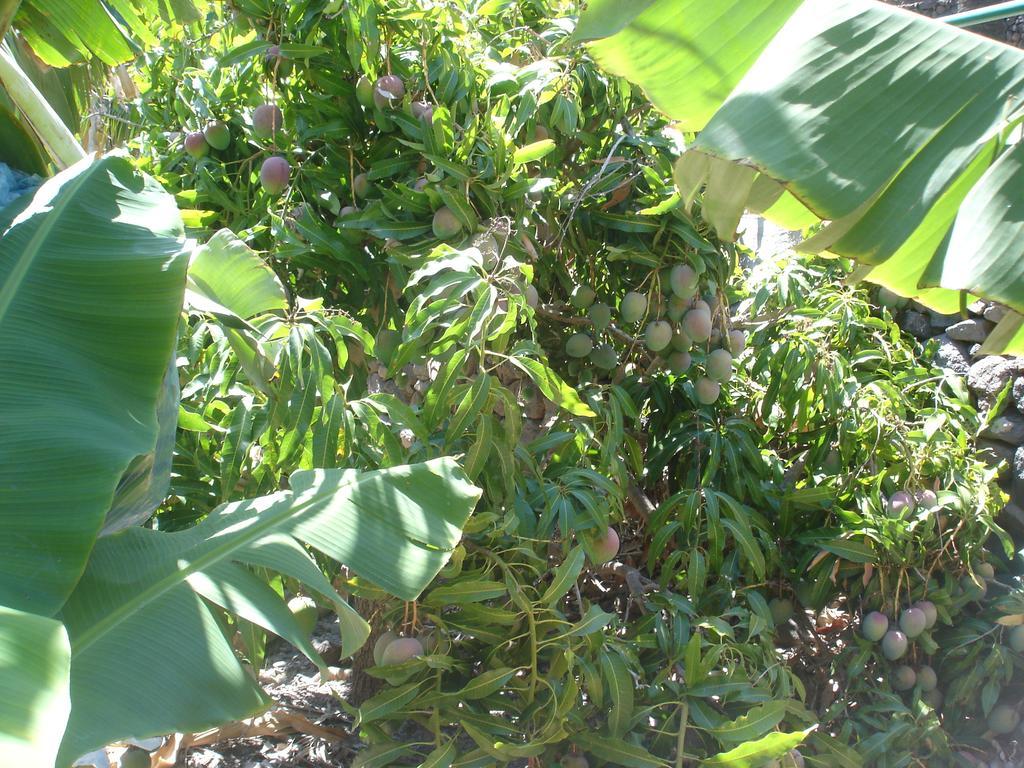 Goyo Gomera Valle Gran Rey