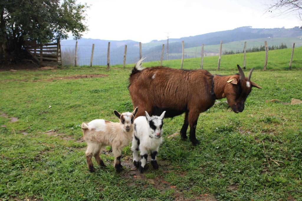 Ecológica Arrizurieta