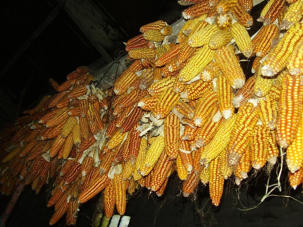 Casa rural Angoiko Etxea