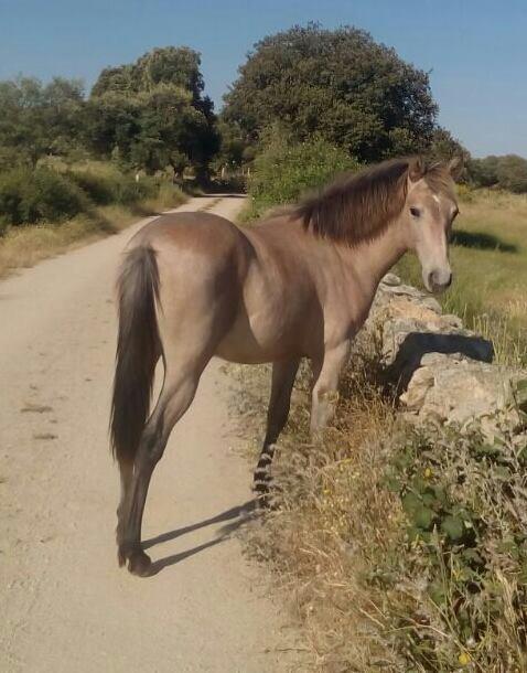 El Abuelo