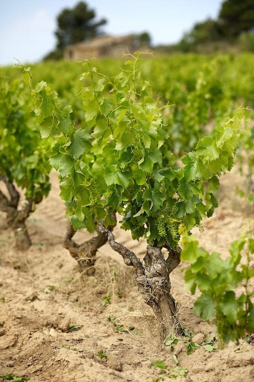 Enoturismo Celler Piñol