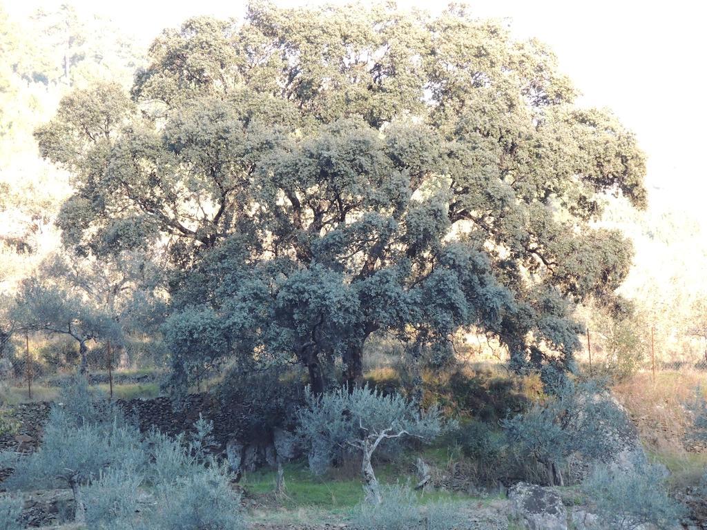 El Chorritero Ovejuela