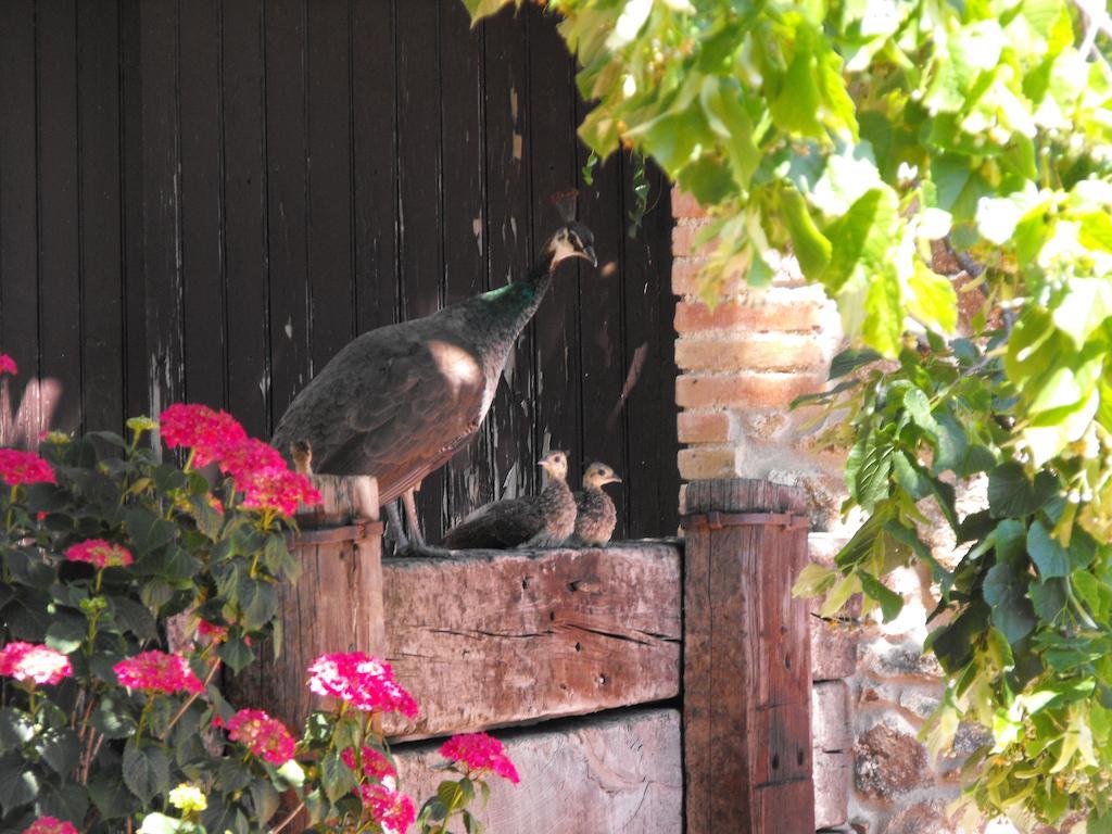 Country house Mas Roquet *