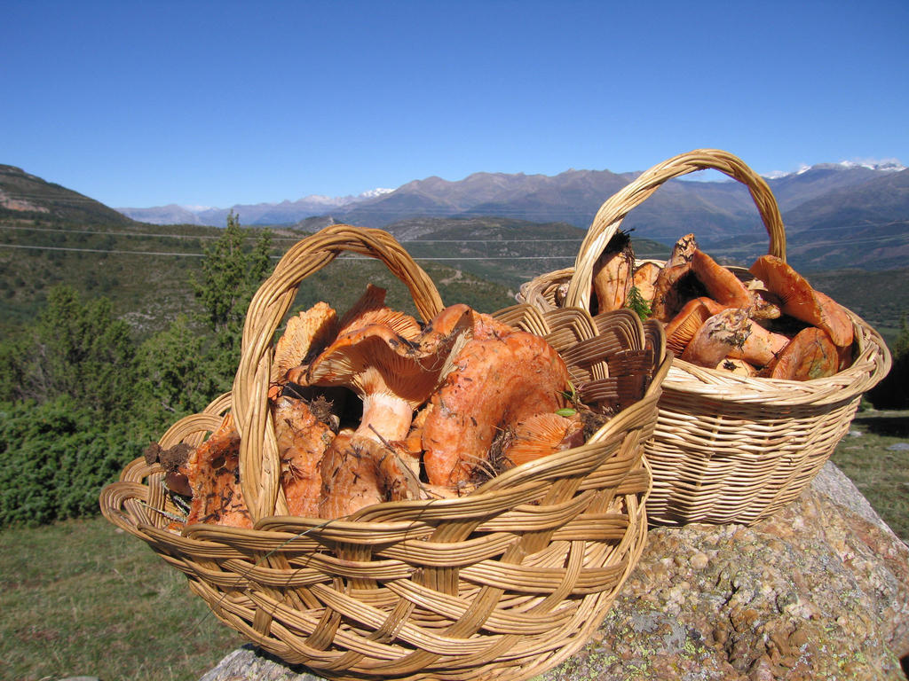 Country Bonansa