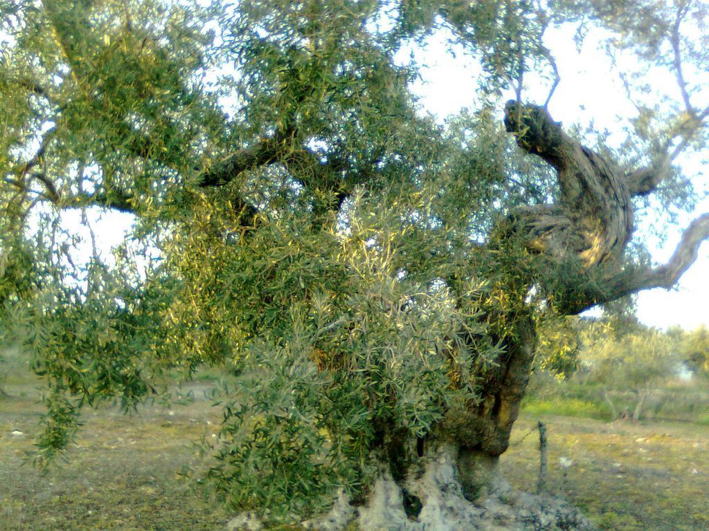 Casa Rural La Brena Talavan