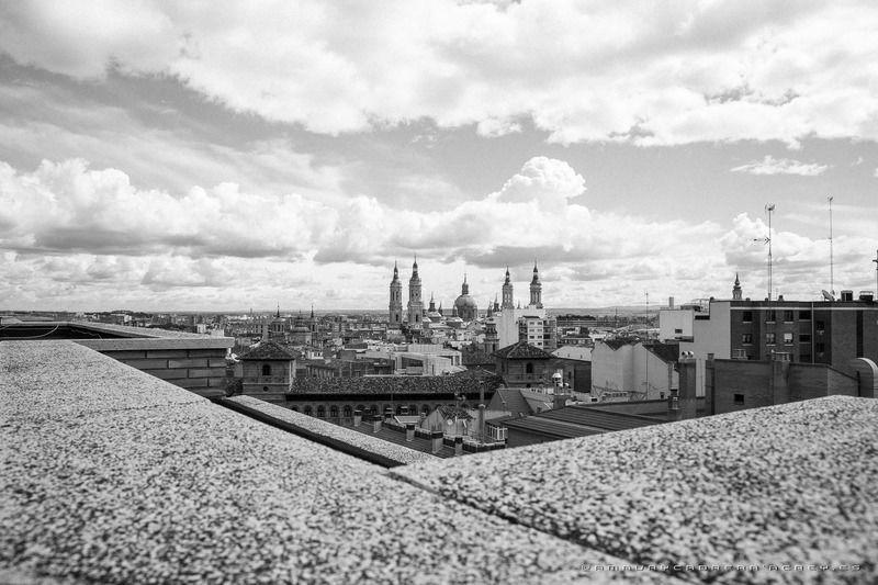 Girasoles Zaragoza