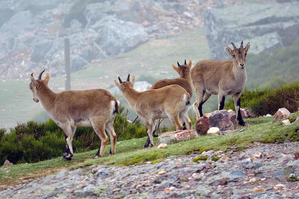 Salva La Rinconada de la Sierra