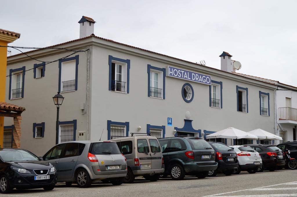 Drago Pueblo Nuevo de Guadiaro