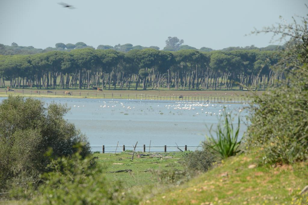 Doñana Blues Matalascañas