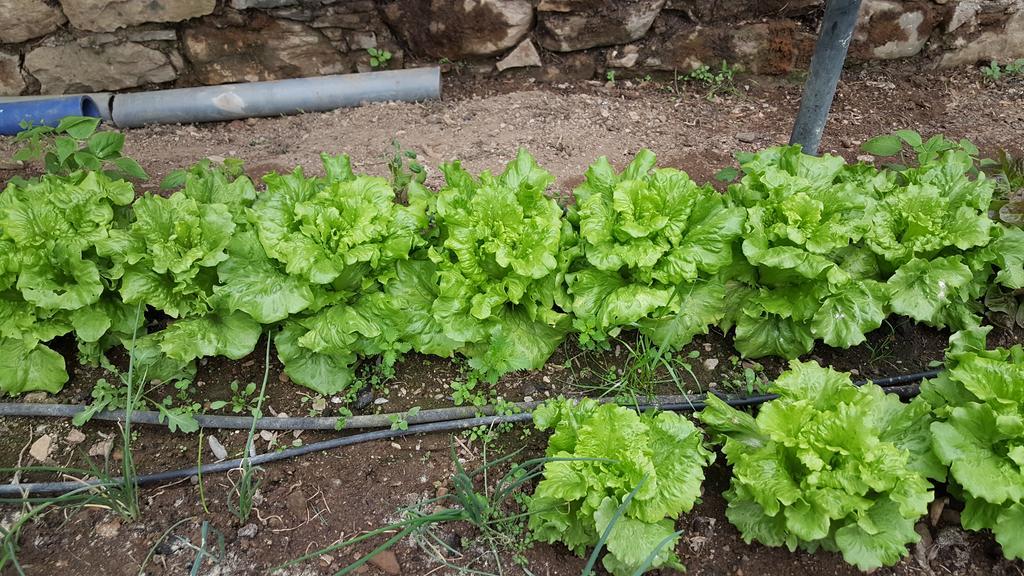 Farm stay Allotjaments Rurals Punti