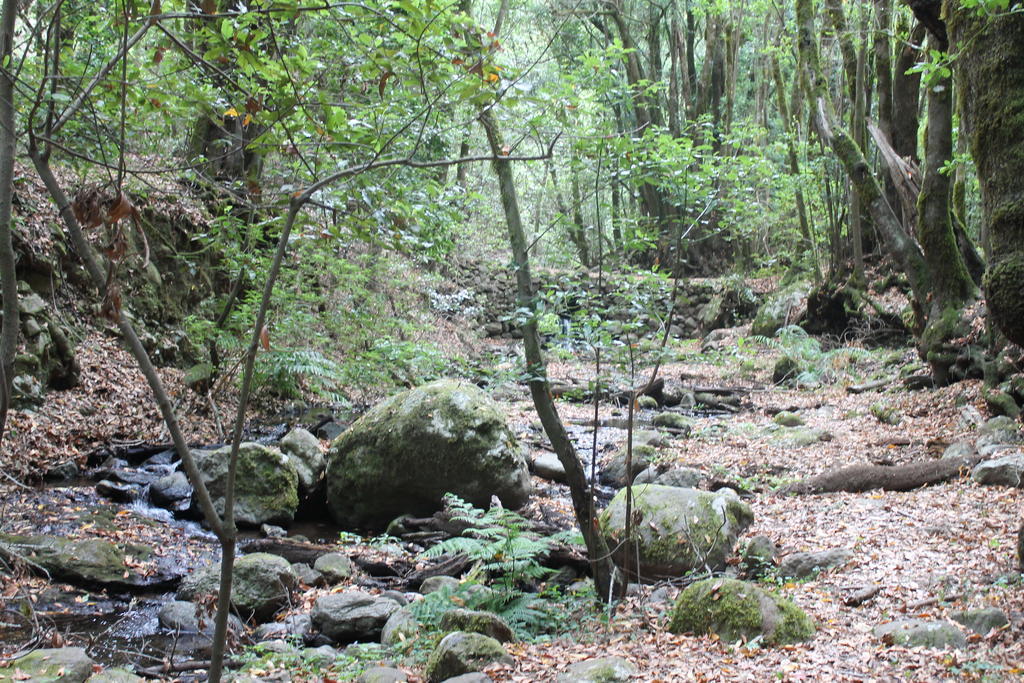 El Rincón De Antonia Agulo