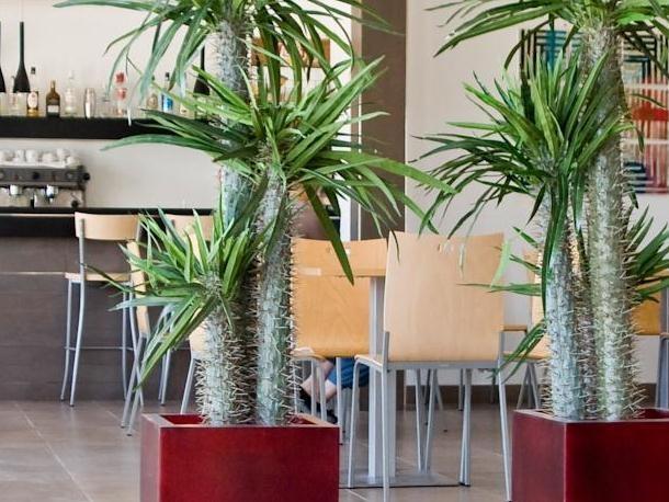 Grupoandria Platja Gran 3* Ciutadella (Menorca)