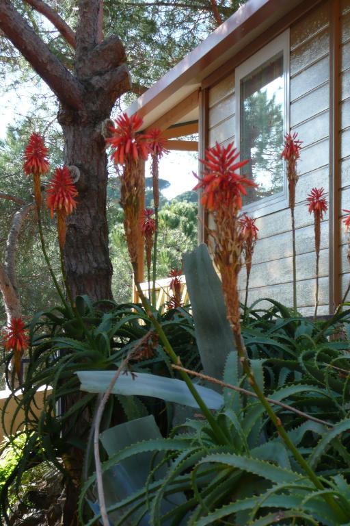 Roca Grossa Camping