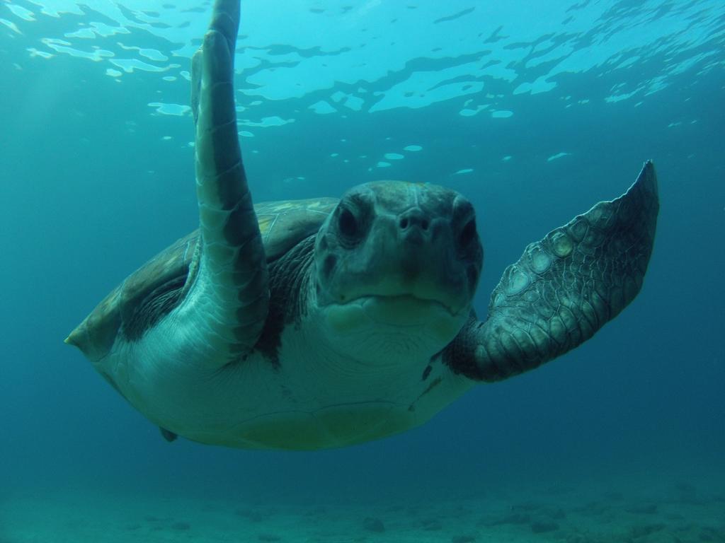 Dive Ocean Dreams Arona (Tenerife)