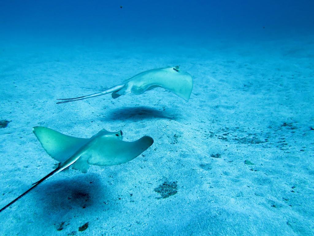 Hostal Dive Ocean Dreams *