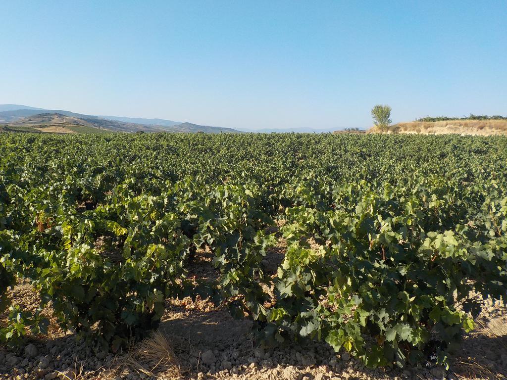 El Lagar De Elciego