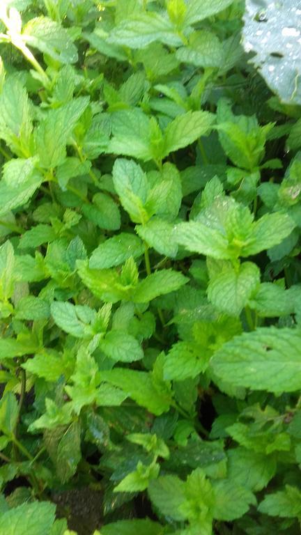 Cal Sadurní * Planoles (Planolas)