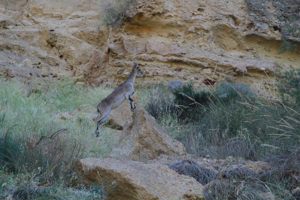 Rurales Cortijo Golondrinas