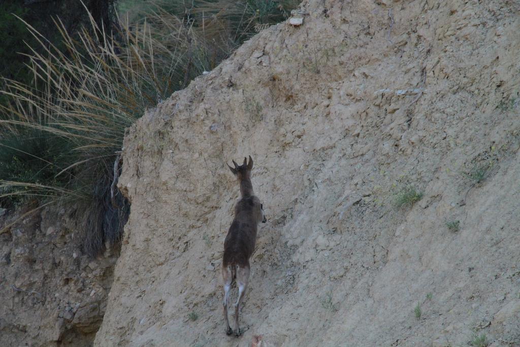 Rurales Cortijo Golondrinas Alhama de Murcia