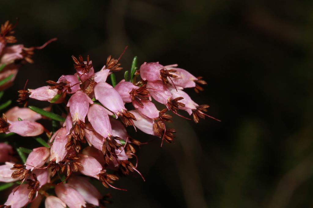 Rurales Cortijo Golondrinas *